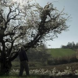 Il ciliegio di Rinaldo Scapinello